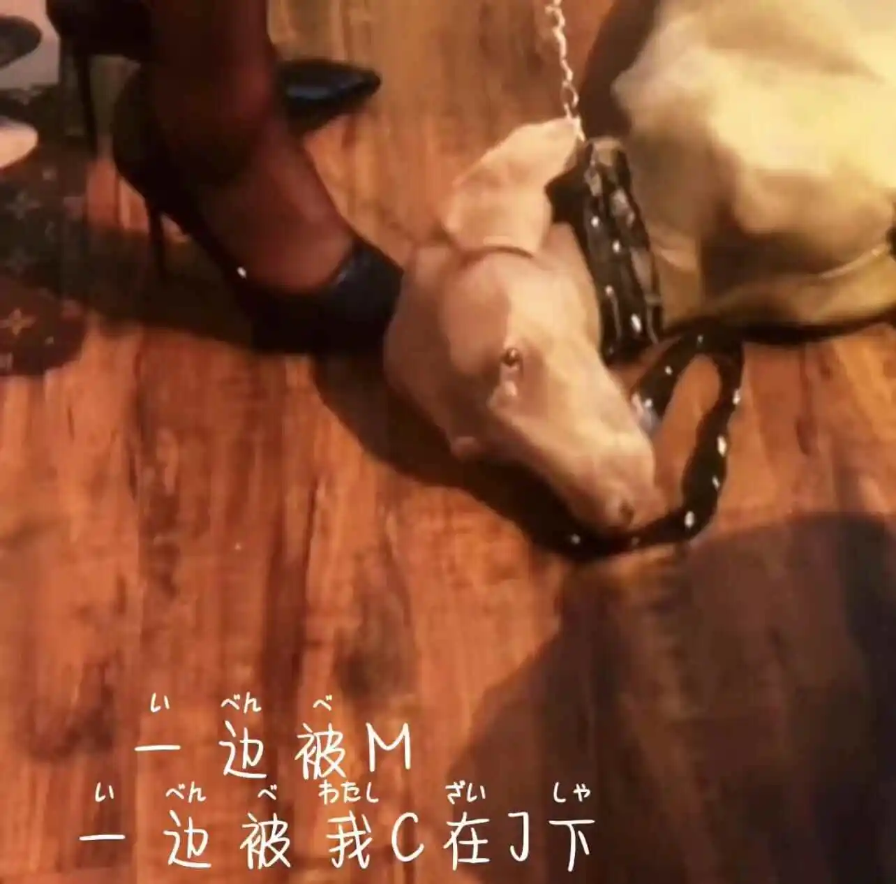 【西檬之家】K9是什么？解读BDSM圈中的犬类角色扮演