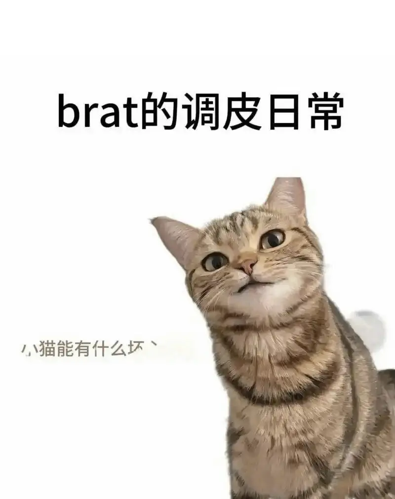西檬之家-K8是什么？猫咪扮演的魅力角色解析